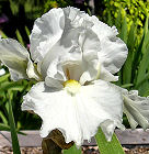 St. Petersburg - fragrant reblooming tall bearded Iris