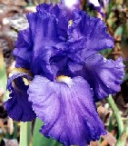 Stingray - fragrant reblooming tall bearded Iris