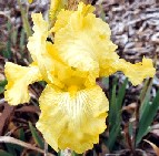 Sunny Disposition - fragrant reblooming tall bearded Iris