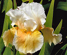 Tang Fizz - reblooming tall bearded Iris