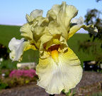 Tea Leaves - reblooming tall bearded Iris