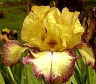 Tennessee Gentleman - reblooming tall bearded Iris