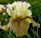 Thornbird - fragrant tall bearded Iris