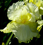 Total Recall - reblooming tall bearded Iris