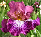 Vibrations - tall bearded Iris