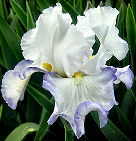 Victoria Circle - fragrant tall bearded Iris