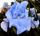Winds Of Change - reblooming tall bearded Iris