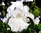Winterland - reblooming tall bearded Iris