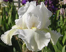 Zurich - reblooming tall bearded Iris