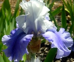 Amadora - tall bearded Iris