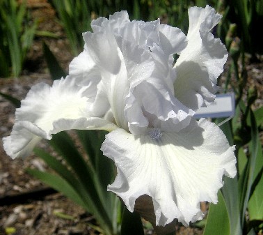 Arctic Song - tall bearded Iris