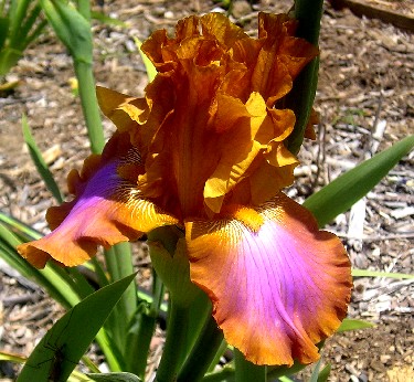 Chamber Music - tall bearded Iris