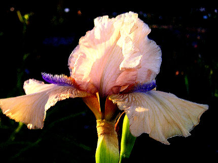 Concertina - reblooming Intermediate bearded Iris