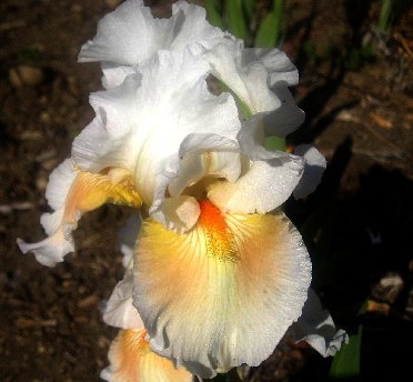 Coral Chalice - reblooming tall bearded Iris