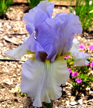 Dawn of Change - fragrant reblooming tall bearded Iris