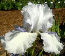 Deity - tall bearded Iris
