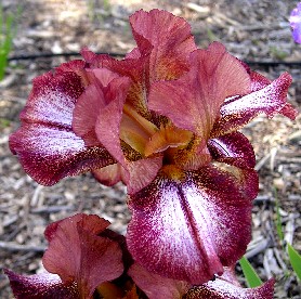 Etched Burgundy - reblooming tall bearded Iris