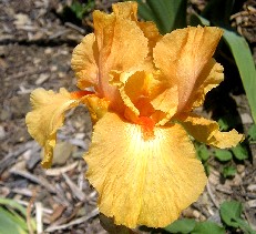 Fresno Calypso - reblooming tall bearded Iris