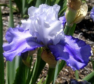 Glacier Spring - fragrant tall bearded Iris