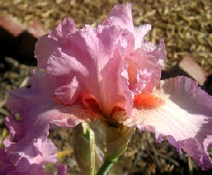 Jennifer Rebecca - Tall bearded Iris