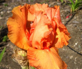 Legato - tall bearded Iris