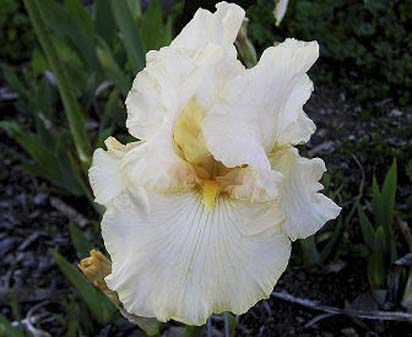 Light Rebuff - fragrant reblooming tall bearded Iris