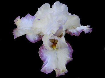 Lilting - reblooming tall bearded Iris