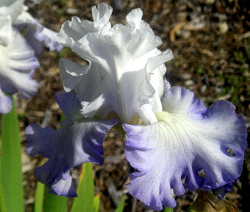 Pacific Cloud - fragrant tall bearded Iris