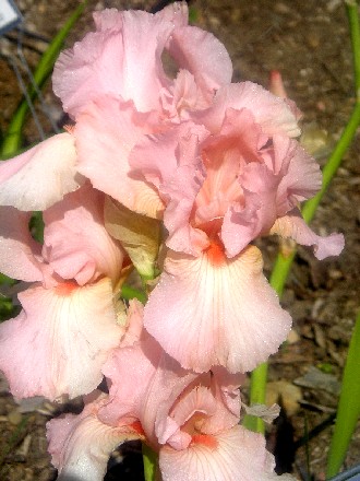Pinkness - reblooming tall bearded Iris