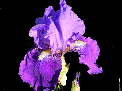 Violet Reprise - reblooming tall bearded Iris