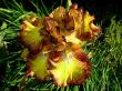 Light Show - tall bearded Iris