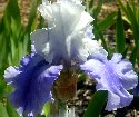 Amadora - tall bearded Iris