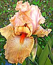 Ample Charm - tall bearded Iris