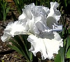 Arctic Song - tall bearded Iris
