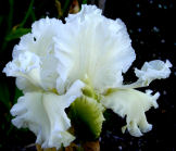 Art School Angel - tall bearded Iris