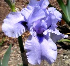 Big Buck - tall bearded Iris