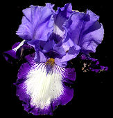Bourree - fragrant reblooming tall bearded Iris