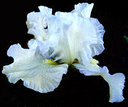 Cease-Fire - reblooming tall bearded Iris