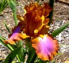 Chamber Music - tall bearded Iris
