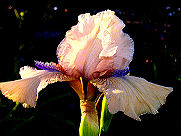 Concertina - reblooming Intermediate bearded Iris