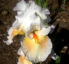 Coral Chalice - reblooming tall bearded Iris