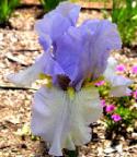 Dawn of Change - fragrant reblooming tall bearded Iris