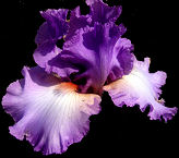 Designing Woman - fragrant tall bearded Iris