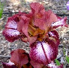 Etched Burgundy - reblooming tall bearded Iris