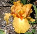 Fresno Calypso - reblooming tall bearded Iris