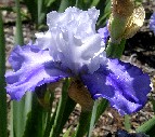 Glacier Spring - fragrant tall bearded Iris