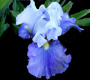 Glistening Icicle - reblooming tall bearded Iris