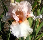 Godsend - fragrant tall bearded Iris