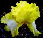 Grecian Goddess - reblooming tall bearded Iris