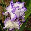 Hemstitched - fragrant reblooming tall bearded Iris